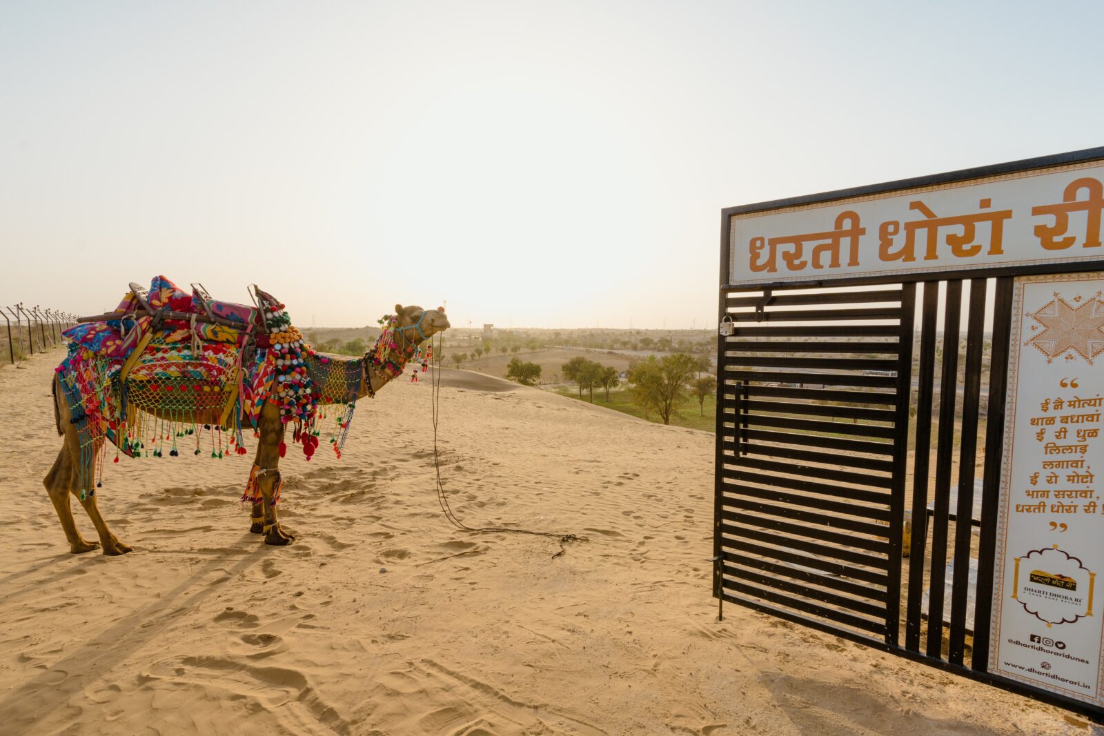sand dune & camel safari at dharti dhora ri resort in bikaner